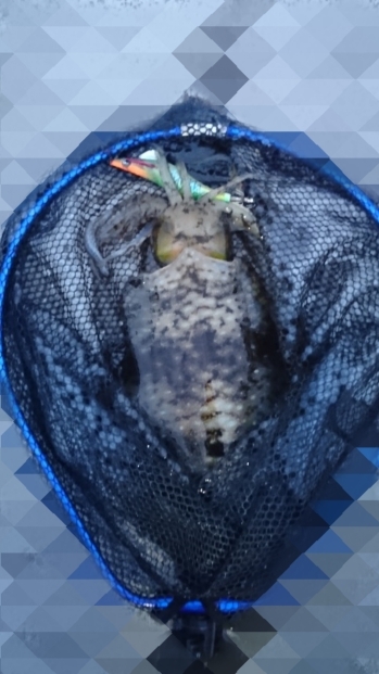 エギング釣行 その39